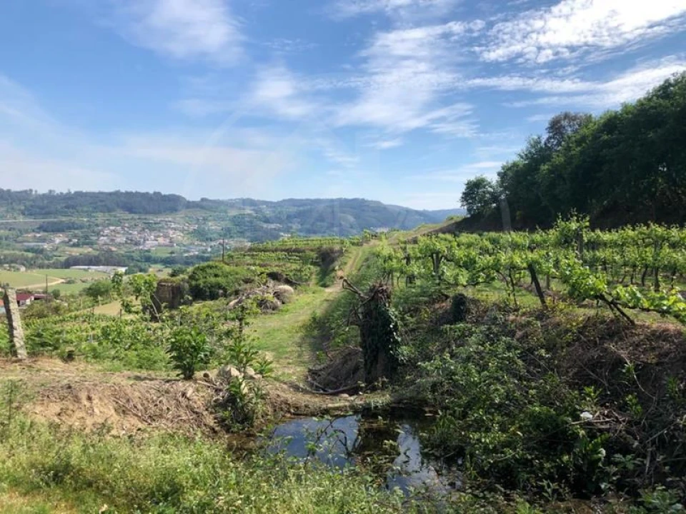Quinta T3 para Venda em Tabuadelo e São Faustino Foto 13