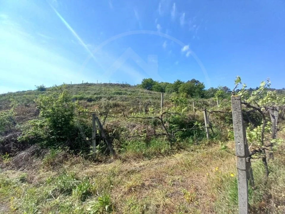 Quinta T3 para Venda em Tabuadelo e São Faustino Foto 20