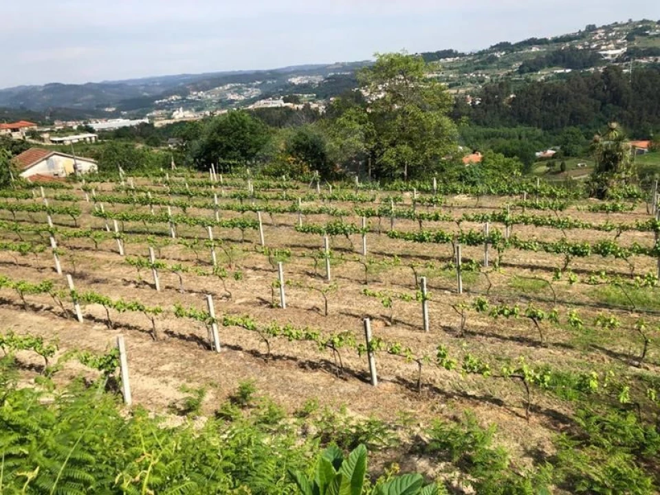 Quinta T3 para Venda em Tabuadelo e São Faustino Foto 29