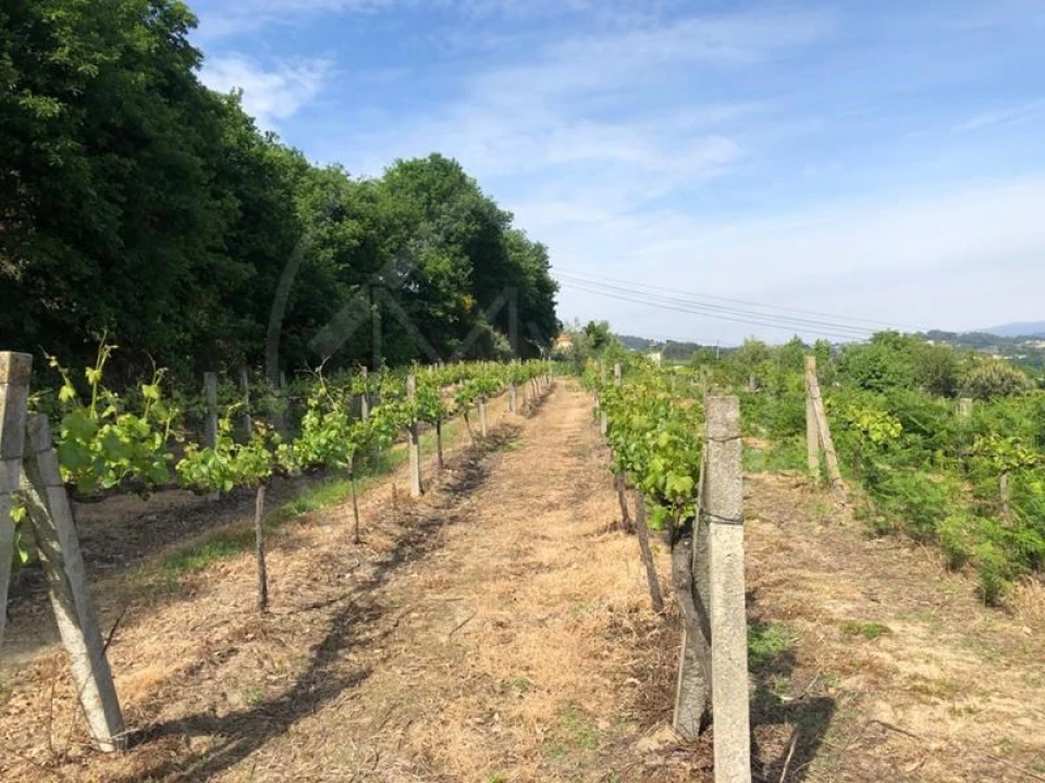 Quinta T3 para Venda em Tabuadelo e São Faustino Foto 1