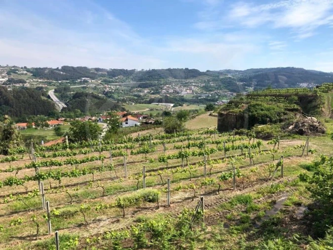 Quinta T3 para Venda em Tabuadelo e São Faustino Foto 2