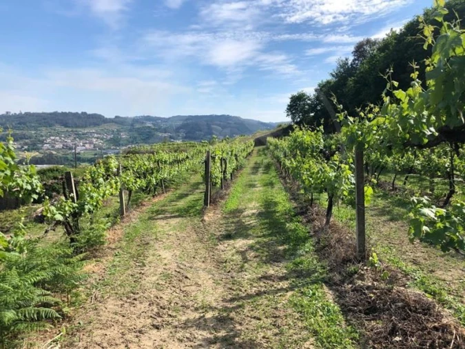 Quinta T3 para Venda em Tabuadelo e São Faustino Foto 10