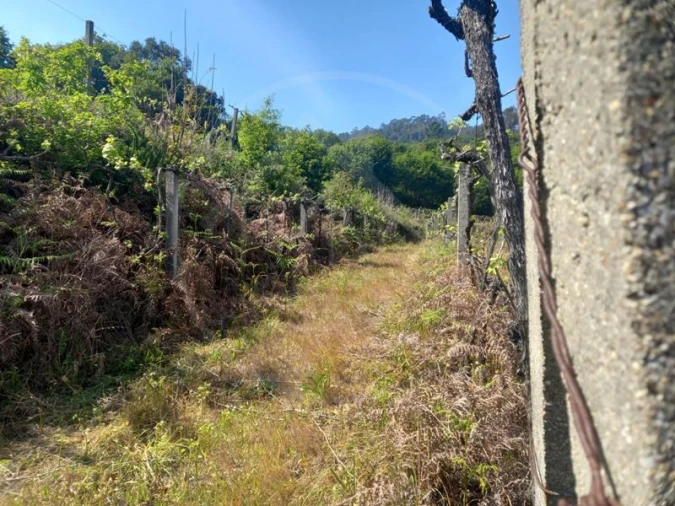 Quinta T3 para Venda em Tabuadelo e São Faustino Foto 15