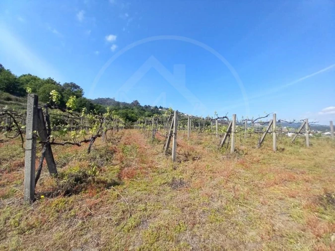 Quinta T3 para Venda em Tabuadelo e São Faustino Foto 18