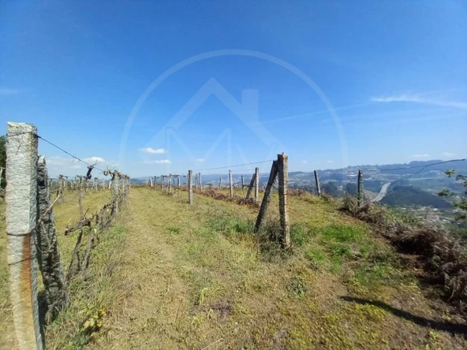 Quinta T3 para Venda em Tabuadelo e São Faustino Foto 23