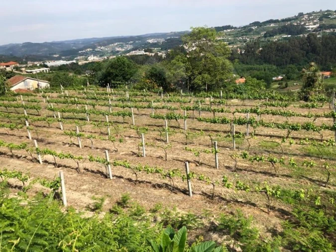 Quinta T3 para Venda em Tabuadelo e São Faustino Foto 29