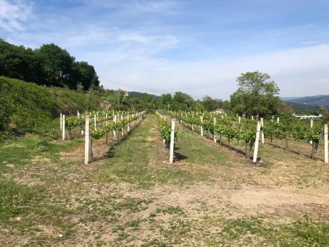 Quinta T3 para Venda em Tabuadelo e São Faustino Foto 31