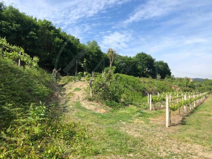 Quinta T3 para Venda em Tabuadelo e São Faustino Foto 32
