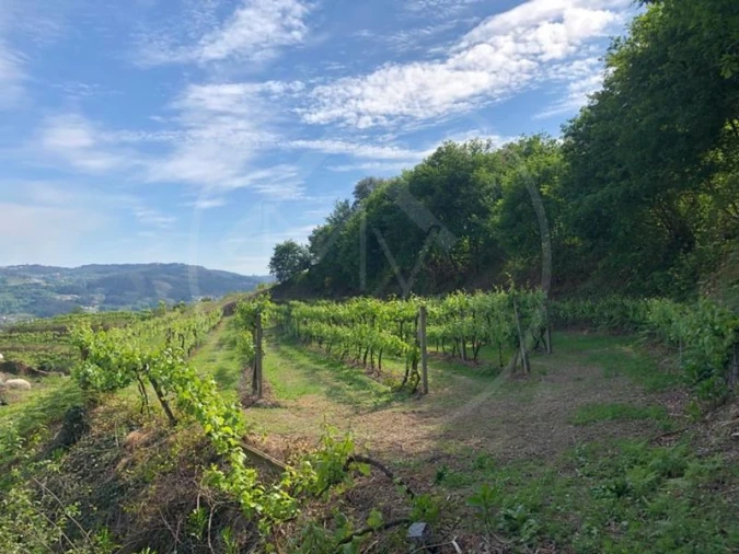 Quinta T3 para Venda em Tabuadelo e São Faustino Foto 33