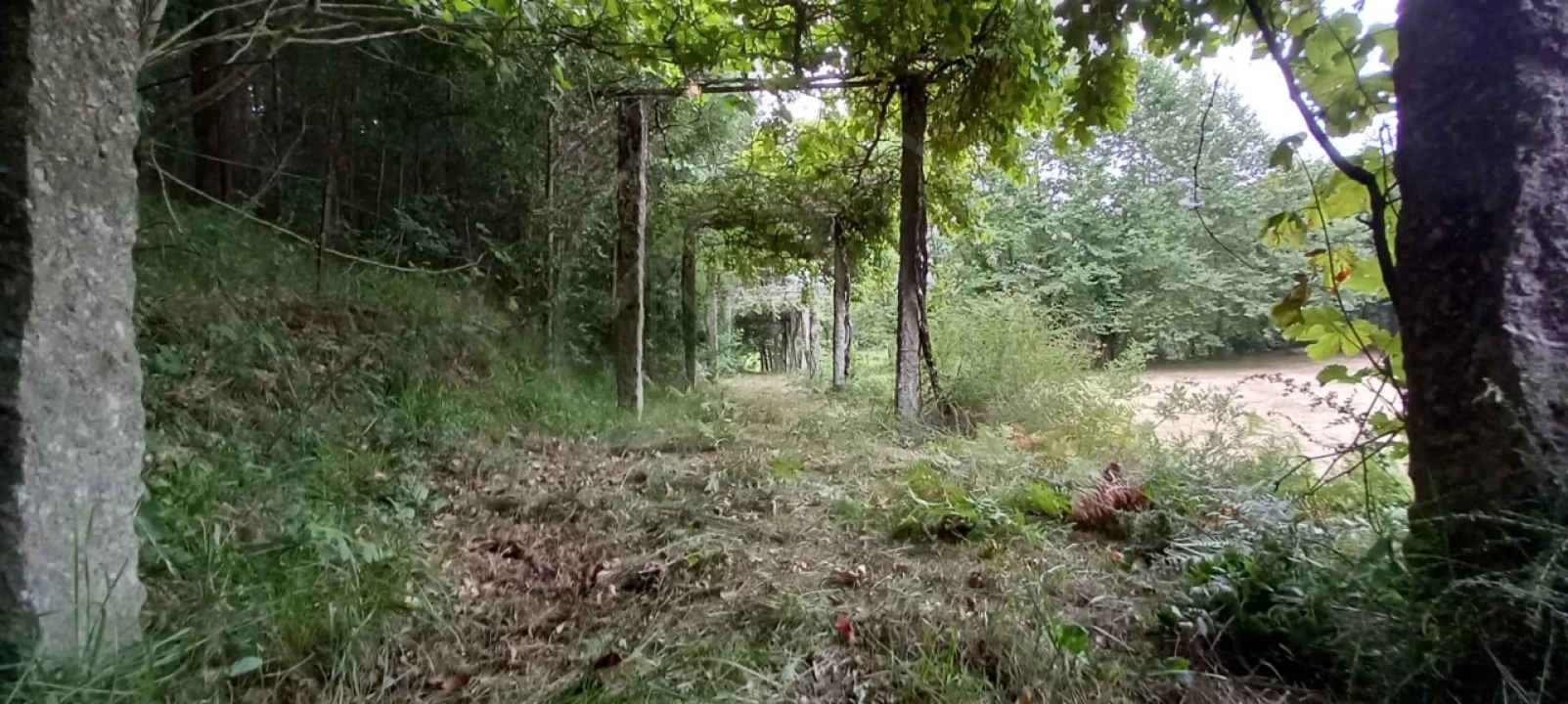 Quinta para Venda em São Gens Foto 37