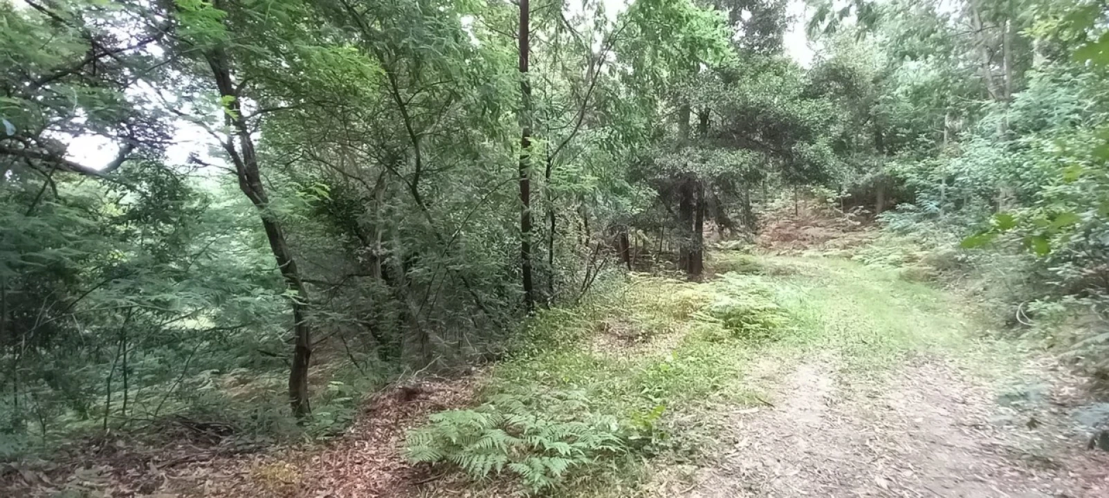 Quinta para Venda em São Gens Foto 47