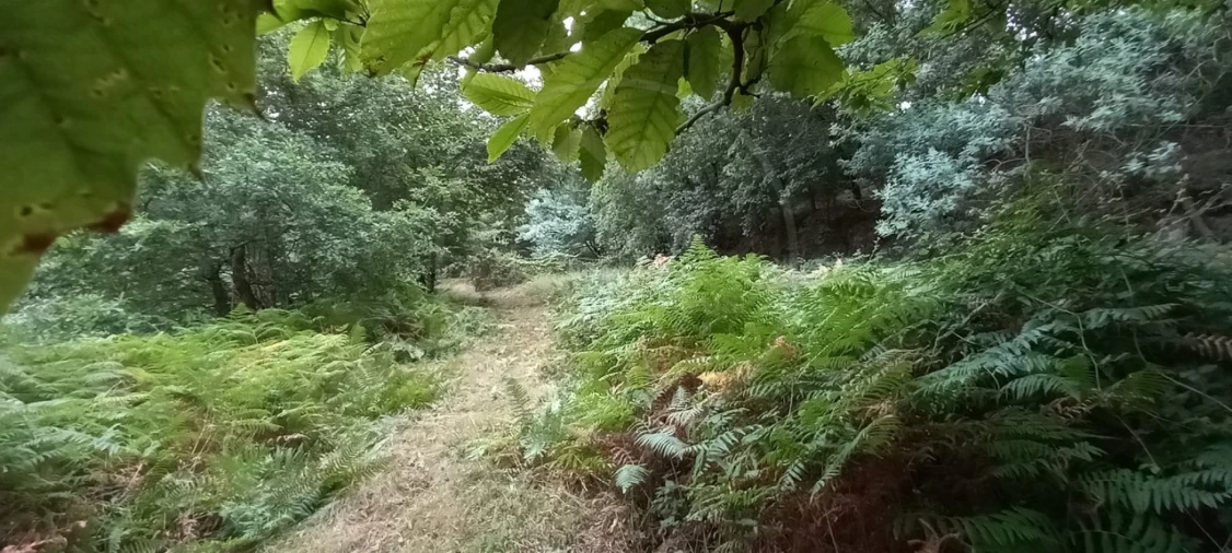 Quinta para Venda em São Gens Foto 39