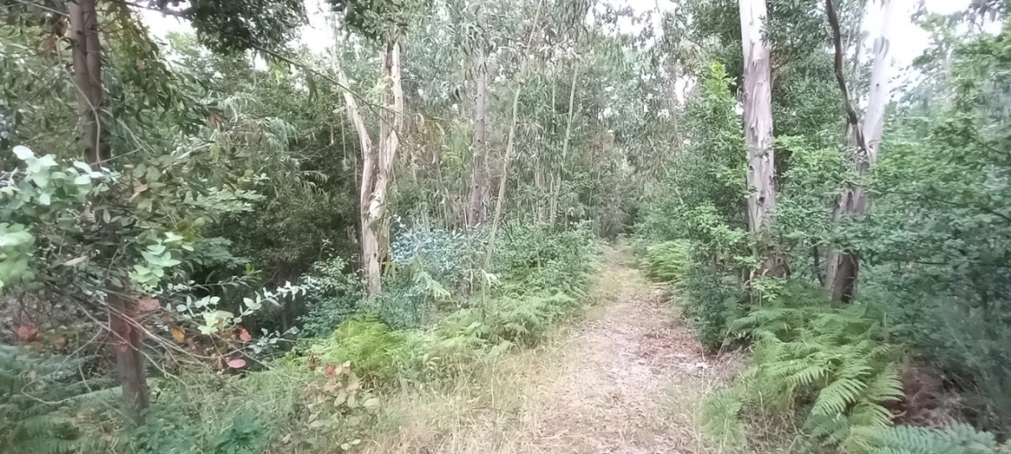 Quinta para Venda em São Gens Foto 44