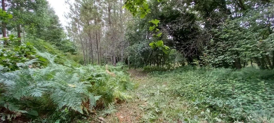 Quinta para Venda em São Gens Foto 46