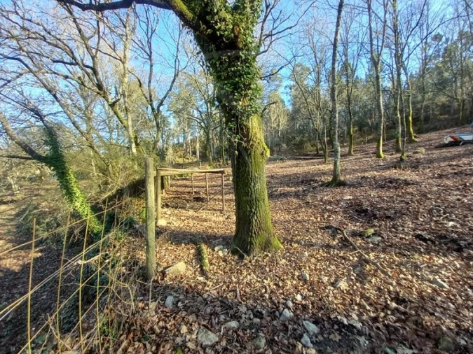 Terreno para Venda em Entre Ambos-Os-Rios, Ermida e Germil Foto 17