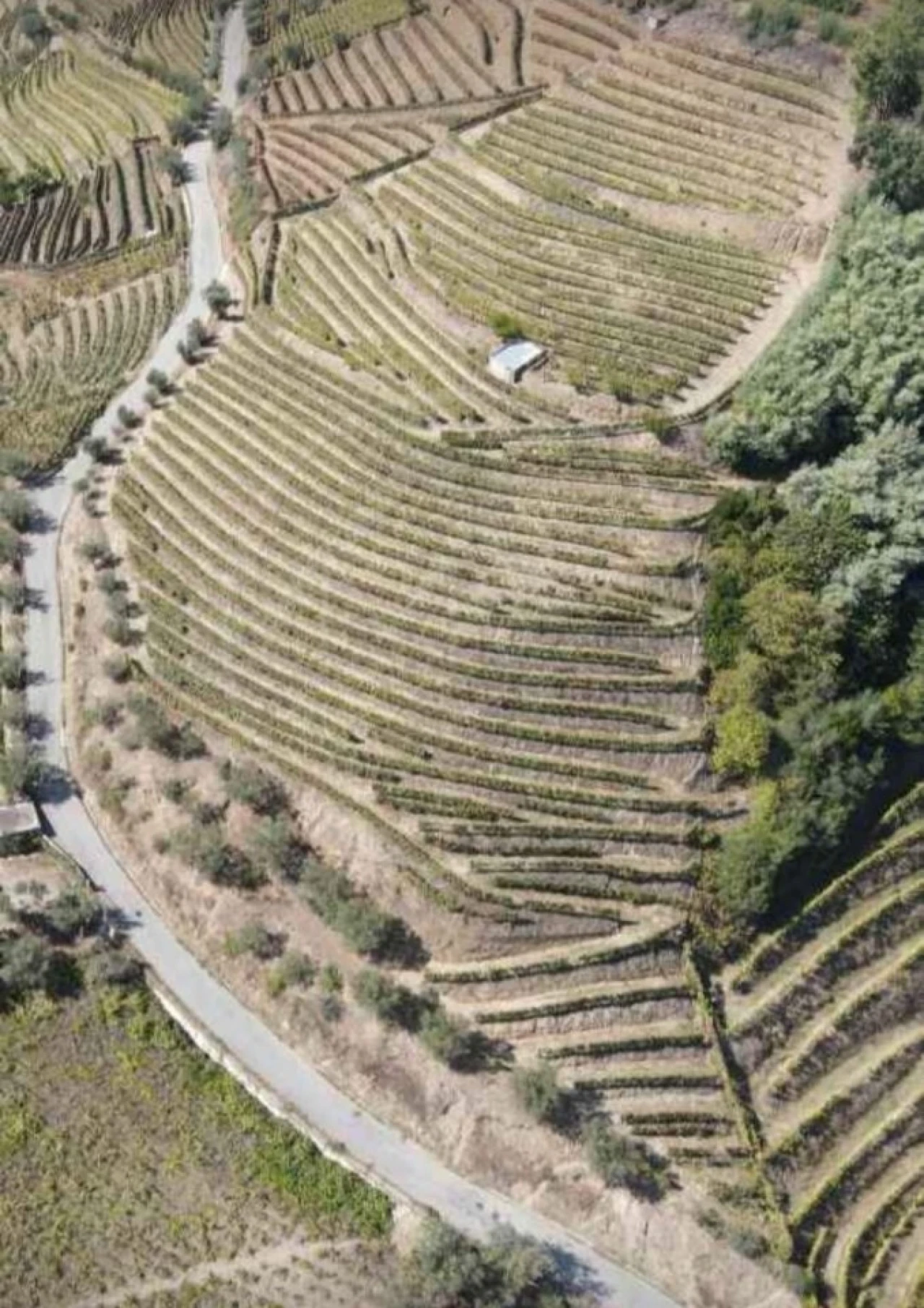 Quinta T6 para Venda em Sever Foto 4