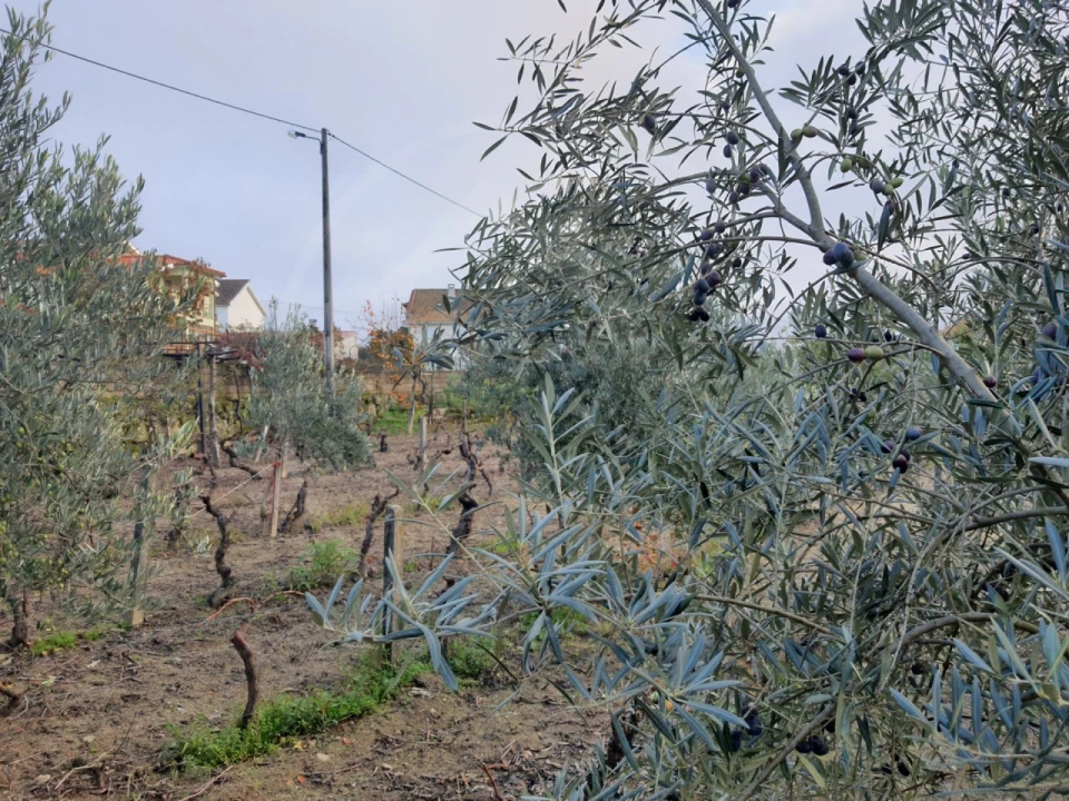 Quinta T4 para Venda em Valpaços e Sanfins Foto 27