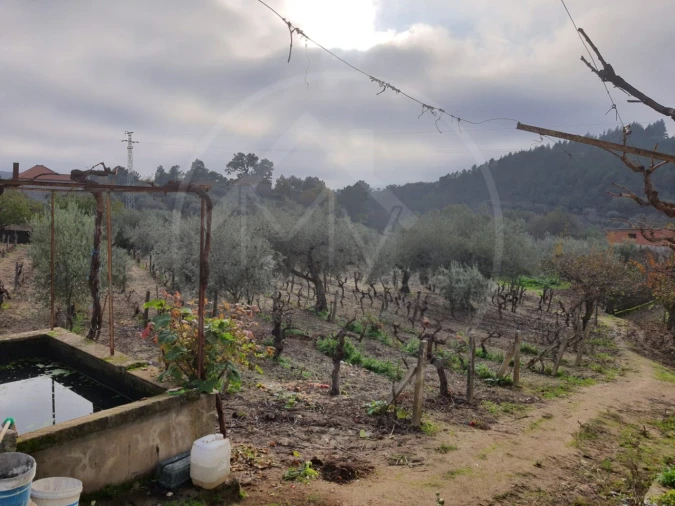 Quinta T4 para Venda em Valpaços e Sanfins Foto 23