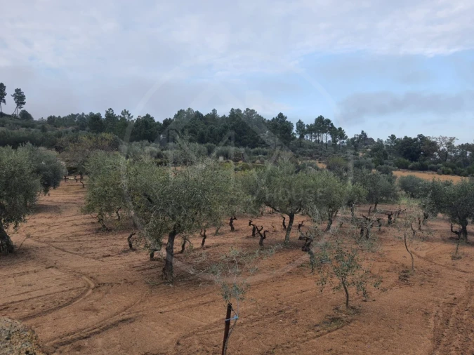 Quinta T4 para Venda em Valpaços e Sanfins Foto 31