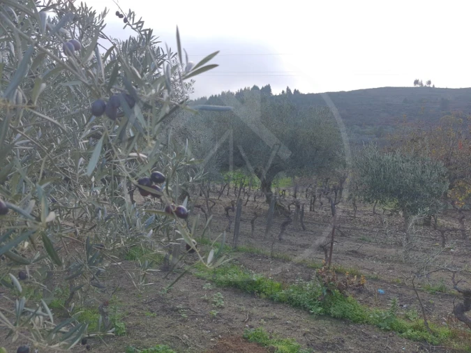 Quinta T4 para Venda em Valpaços e Sanfins Foto 32