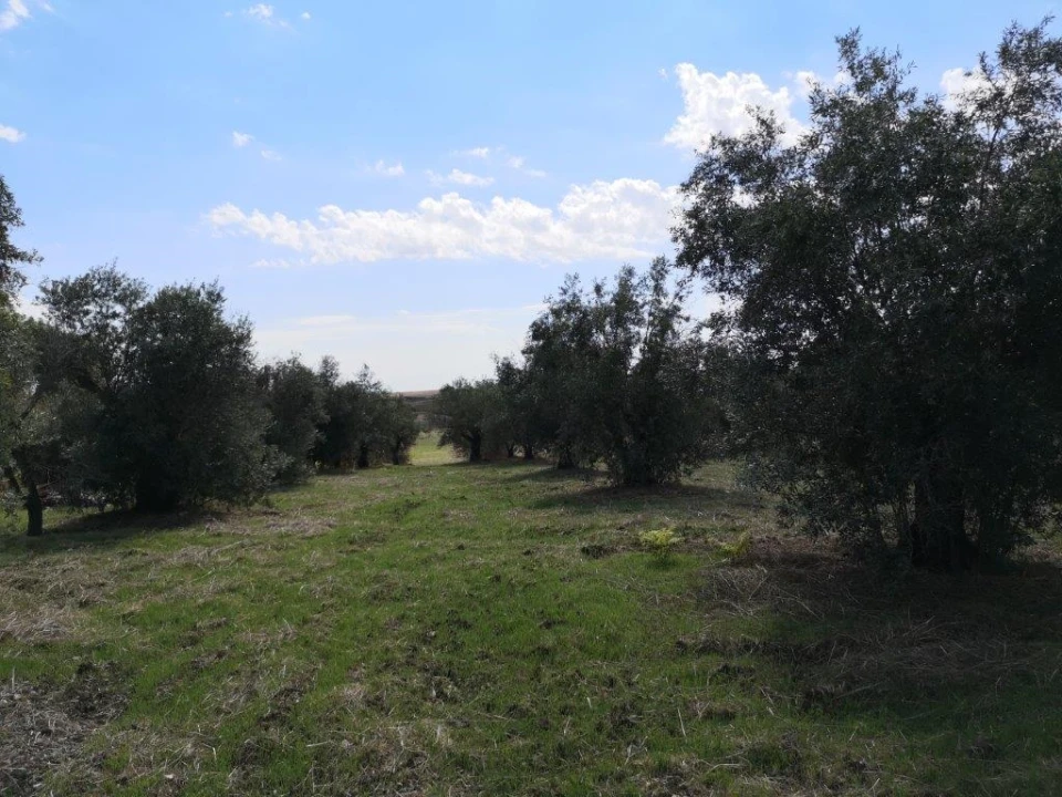 Terreno para Venda em Beja (Santiago Maior e São João Baptista) Foto 93