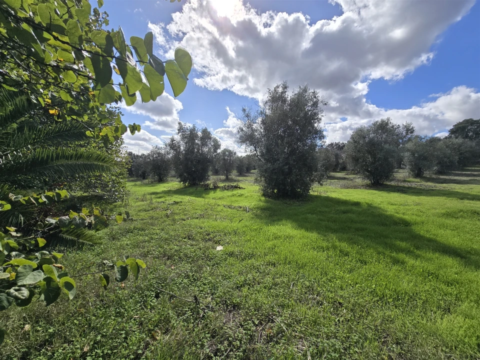 Terreno para Venda em Beja (Santiago Maior e São João Baptista) Foto 29