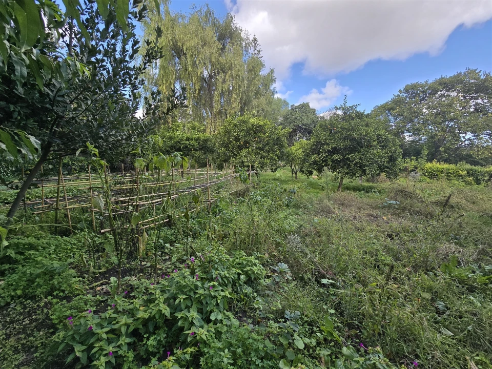 Terreno para Venda em Beja (Santiago Maior e São João Baptista) Foto 47