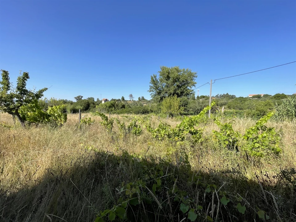 Terreno Misto para Venda em Melo e Nabais Foto 10
