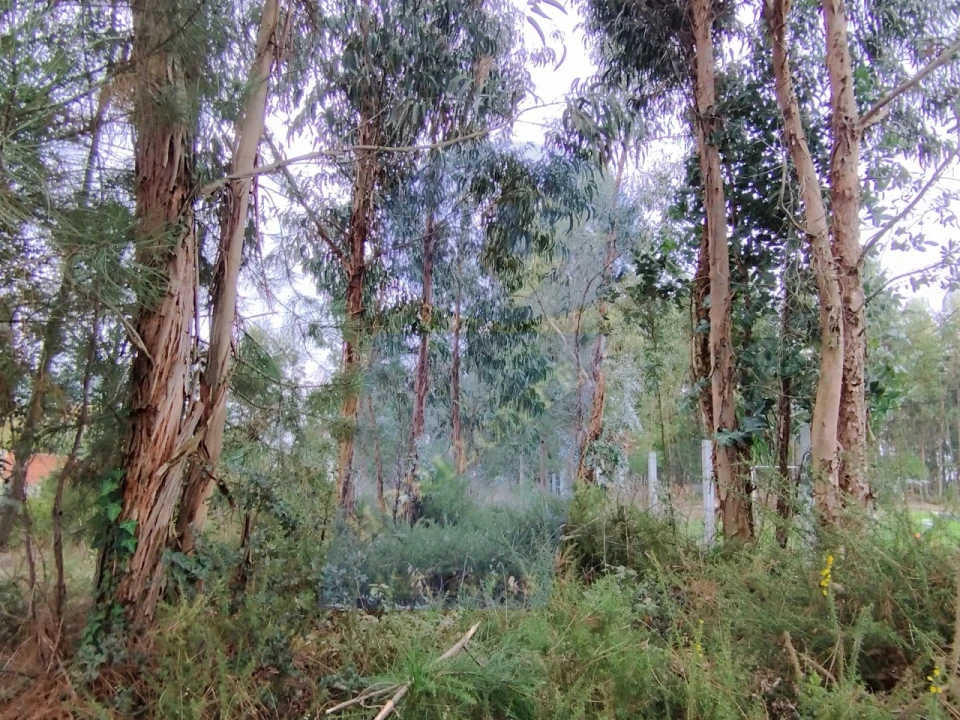 Terreno para Venda em São Lourenço do Bairro Foto 6