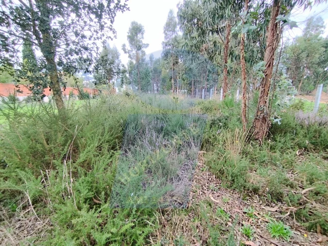 Terreno para Venda em São Lourenço do Bairro Foto 3