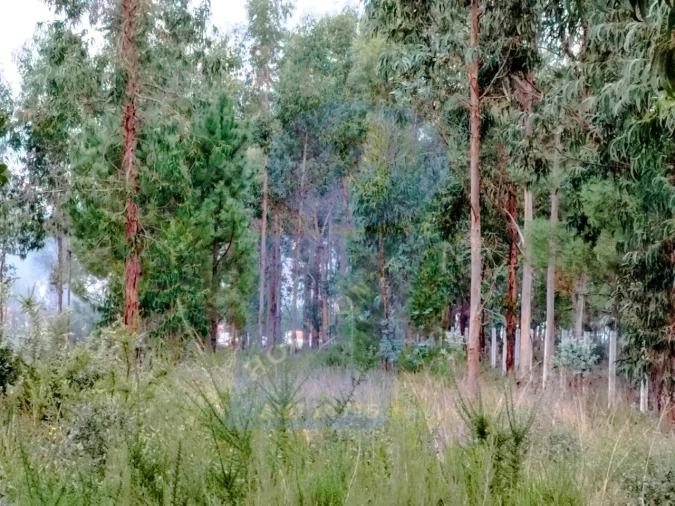 Terreno para Venda em São Lourenço do Bairro Foto 4
