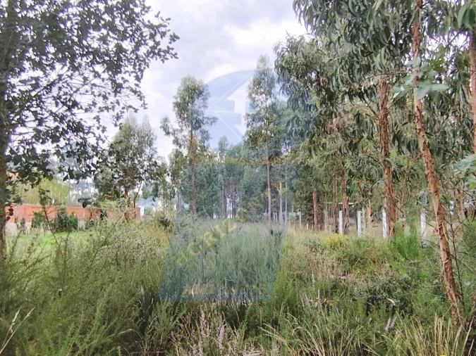 Terreno para Venda em São Lourenço do Bairro Foto 5