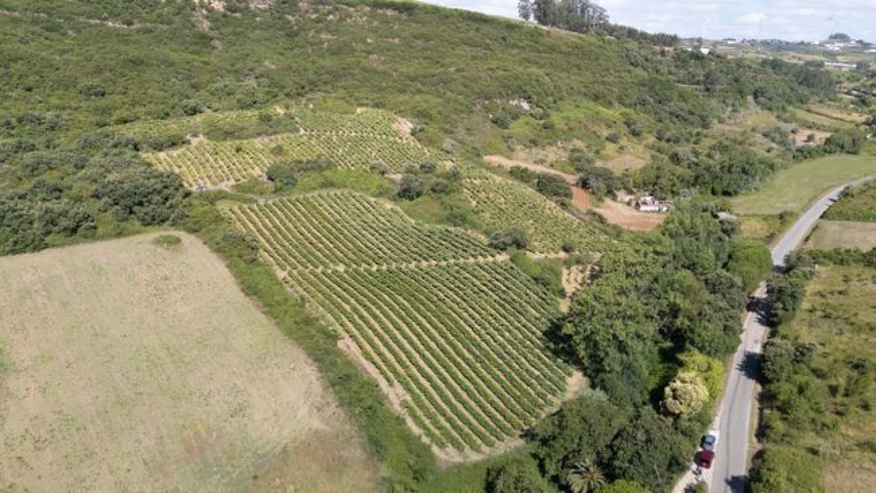 Terreno Agricola ou Rústico para Venda em Santo Quintino Foto 3