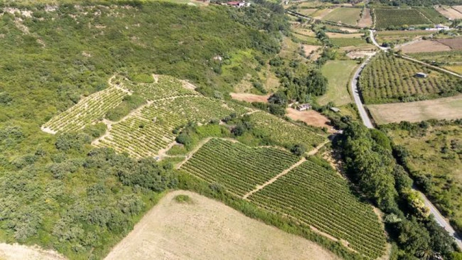 Terreno Agricola ou Rústico para Venda em Santo Quintino Foto 5