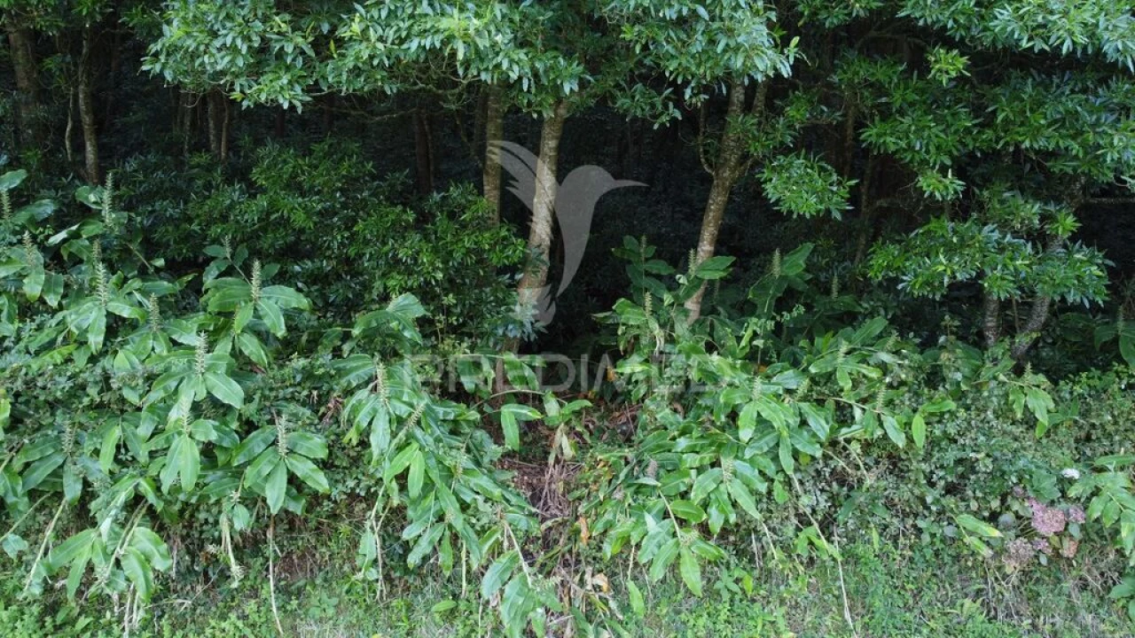 Terreno para Venda em Fontinhas Foto 3