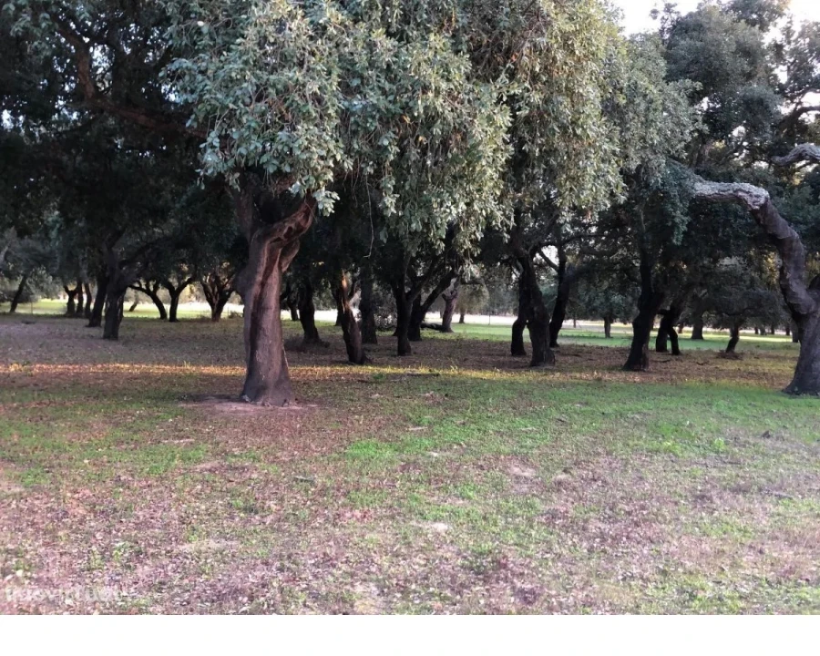 Terreno para Venda em Figueira dos Cavaleiros Foto 3