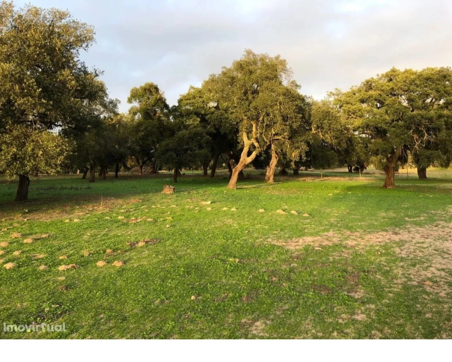 Terreno para Venda em Figueira dos Cavaleiros Foto 6