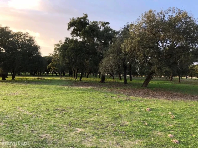Terreno para Venda em Figueira dos Cavaleiros Foto 5