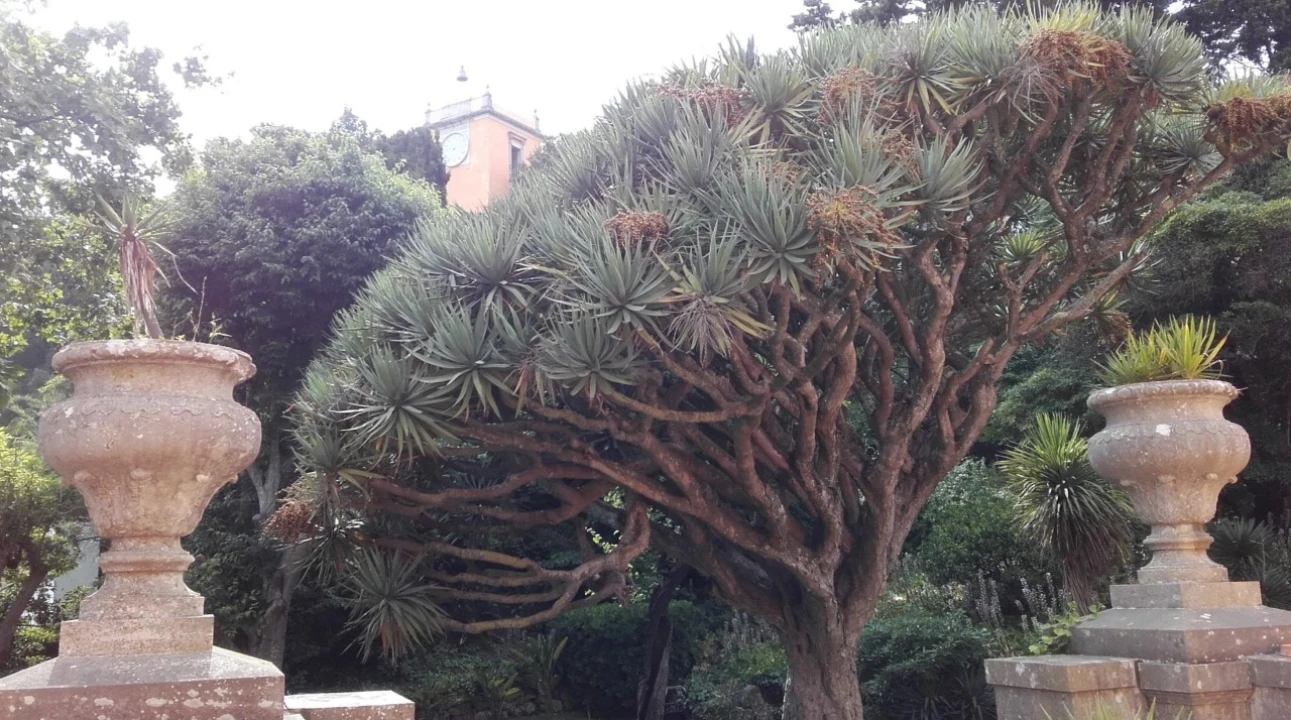 Moradia T20 para Venda em Oeiras e São Julião da Barra, Paço de Arcos e Caxias Foto 9