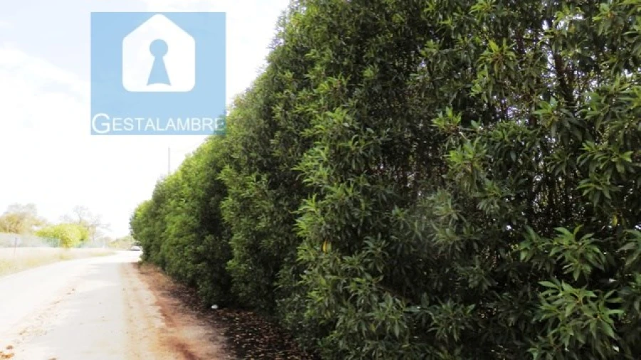 Terreno Agricola ou Rústico para Venda em Alcantarilha e Pêra Foto 7