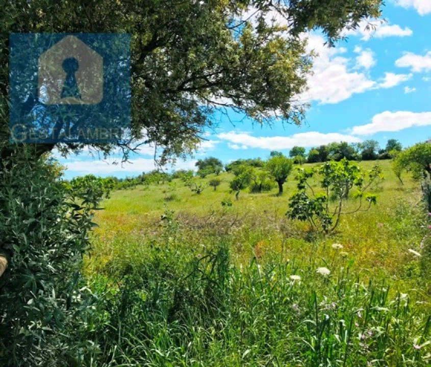Terreno Agricola ou Rústico para Venda em Guia Foto 6