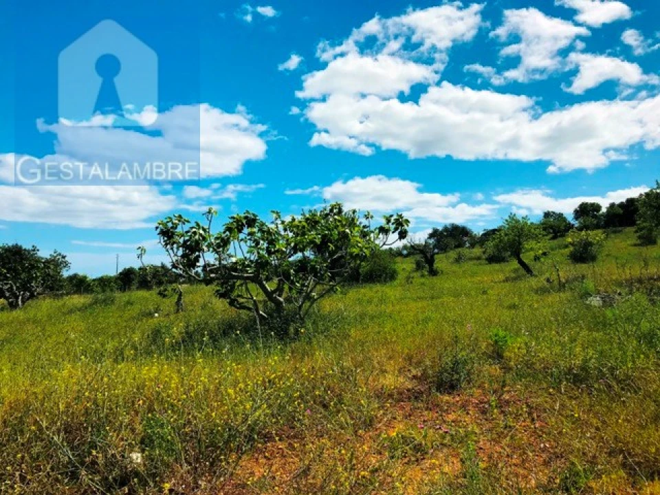Terreno Agricola ou Rústico para Venda em Guia Foto 10