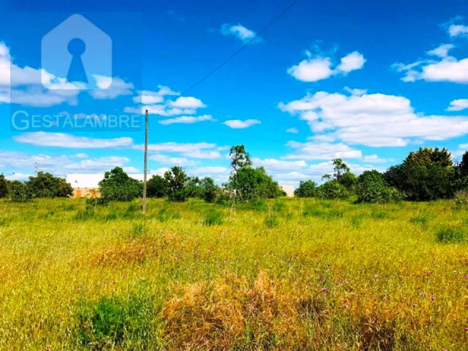 Terreno Agricola ou Rústico para Venda em Guia Foto 17