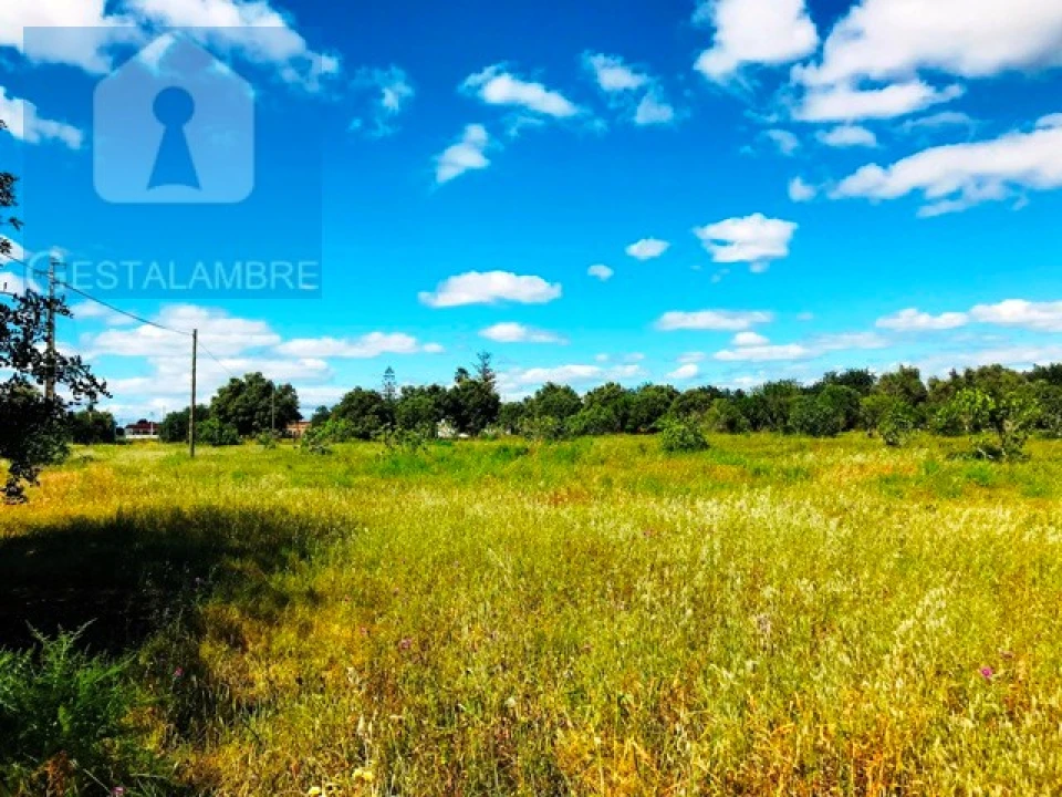 Terreno Agricola ou Rústico para Venda em Guia Foto 19