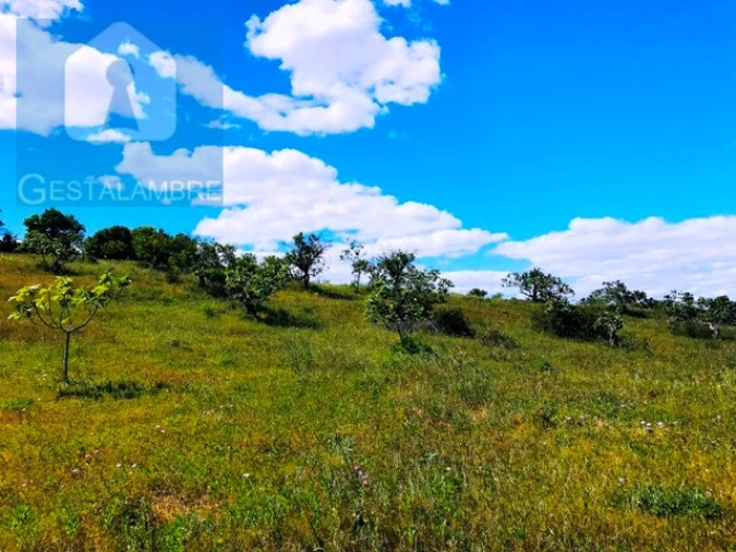 Terreno Agricola ou Rústico para Venda em Guia Foto 3