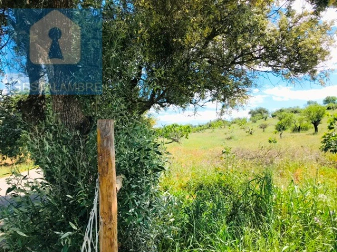 Terreno Agricola ou Rústico para Venda em Guia Foto 7