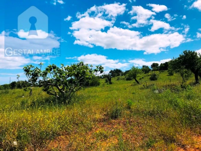 Terreno Agricola ou Rústico para Venda em Guia Foto 8