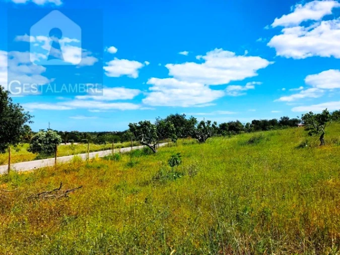 Terreno Agricola ou Rústico para Venda em Guia Foto 11