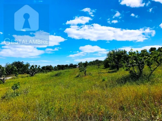 Terreno Agricola ou Rústico para Venda em Guia Foto 13
