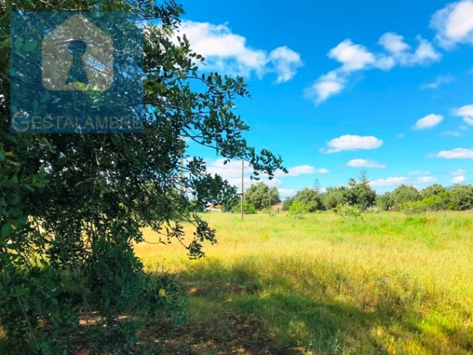 Terreno Agricola ou Rústico para Venda em Guia Foto 14